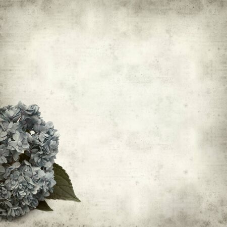 textured old paper background with blue hydrangea