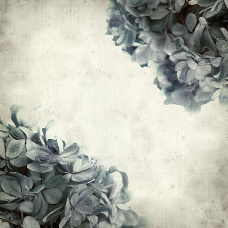 textured old paper background with blue hydrangea