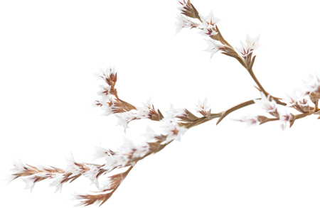 tiny dry white limonium flowers isolatedの写真素材