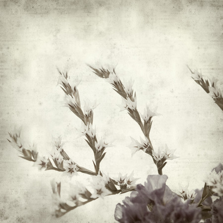 textured old paper background with limonium flowersの写真素材