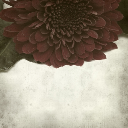 textured old paper background with red chrysanthemumの写真素材