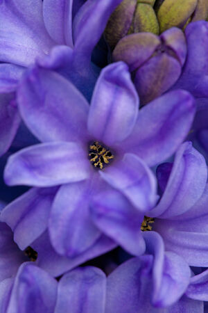blue hyacinth natural floral backgroundの写真素材