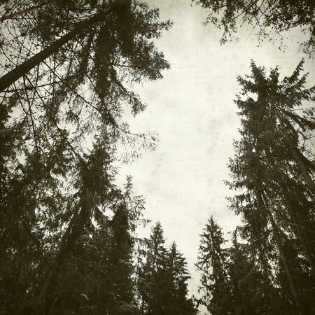 textured old paper background with winter treesの写真素材
