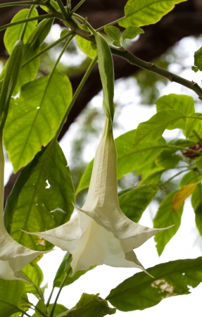 brugmansia flowers, natural backgroundの写真素材