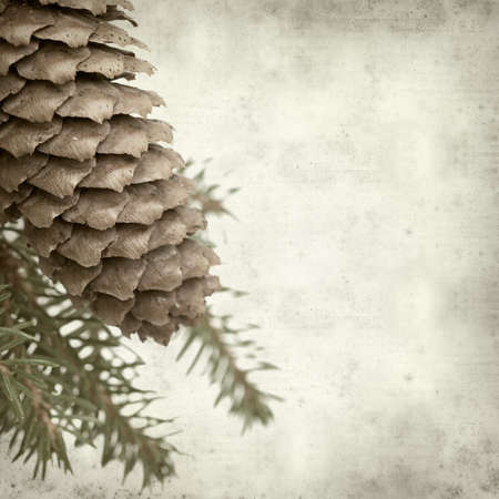 textured old paper background with spruce branch with coneの写真素材