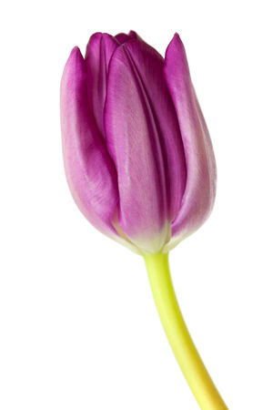 lilac tulips isolated on white backgroundの写真素材