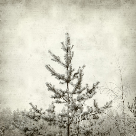 textured old paper background with winter treesの写真素材