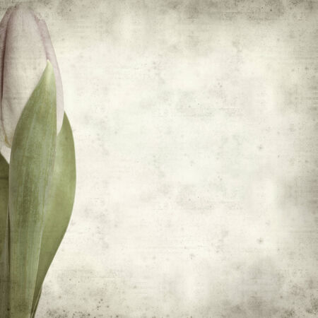 textured old paper background with lilac tulipの写真素材
