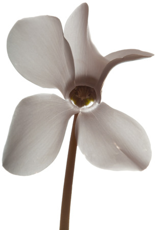 white cyclamen flower isolated on white の写真素材