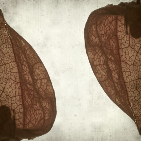 textured old paper background with physalisの写真素材