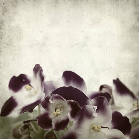 textured old paper background with saintpauliaの写真素材