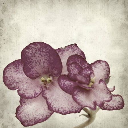 textured old paper background with saintpauliaの写真素材