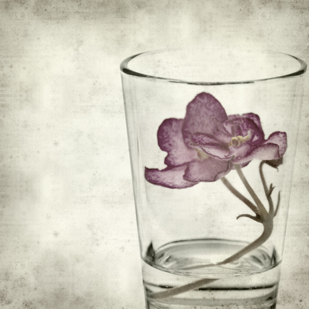 textured old paper background with saintpauliaの写真素材