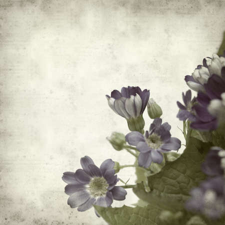 textured old paper background with blue florists cinerariaの写真素材