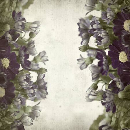 textured old paper background with blue florists cinerariaの写真素材