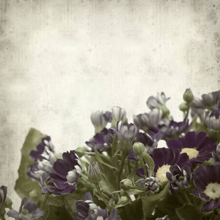 textured old paper background with blue florists cinerariaの写真素材