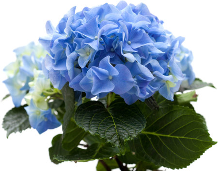 blue mini hydrangea isolated on white, whole plant