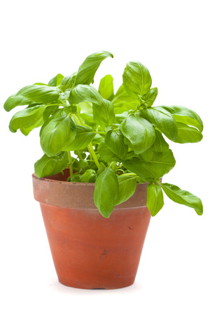 sweet basil plants isolated on whiteの写真素材