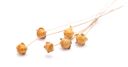 dry flax plant capsules, isolated on whiteの写真素材