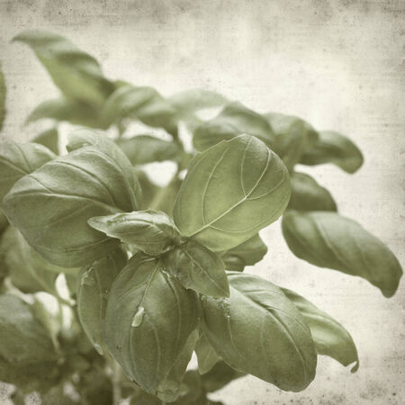 textured old paper background with sweet basil plantの写真素材