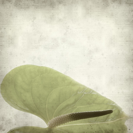 textured old paper background with green Anthurium flowerの写真素材