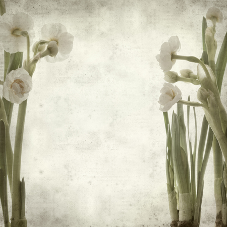 textured old paper background with double narcissiの写真素材