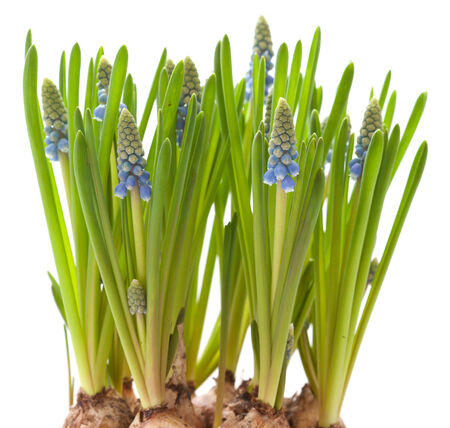 growing muscari isolated on white backgroundの写真素材
