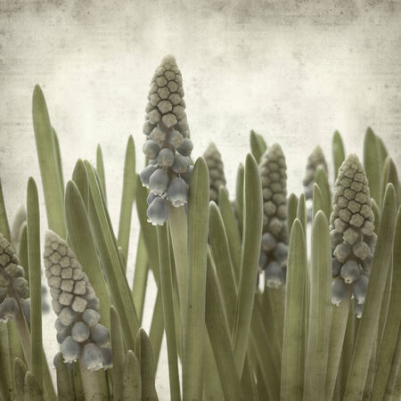 textured old paper background with muscariの写真素材