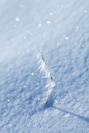hoarfrost on dry grass, natural backgroundの写真素材