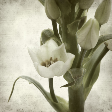 textured old paper background with Ornithogalumの写真素材