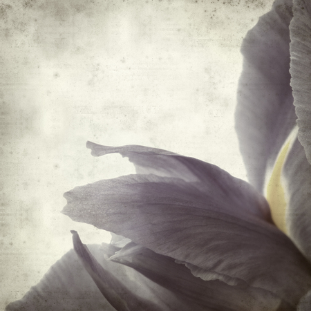 textured old paper background with purple iris flowerの写真素材