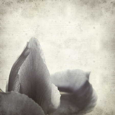 textured old paper background with purple iris flower