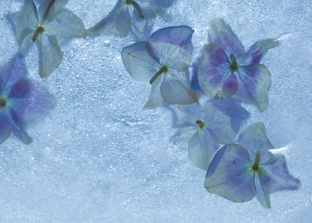 icy plants - plants frozen into a block of ice with trapped air bubbles