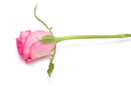pink rose isolated on white backgroundの写真素材