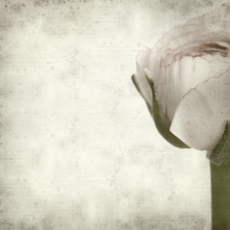 textured old paper background with pale pink ranunculus, persian buttercupの写真素材