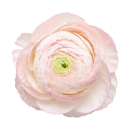 pale pink ranunculus, persian buttercup, isolated on white 