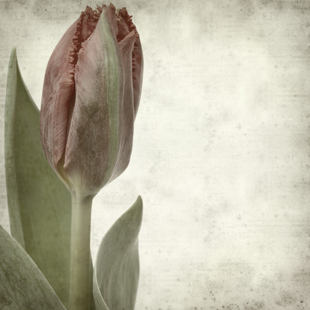 textured old paper background with tulipの写真素材