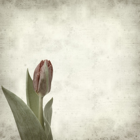 textured old paper background with tulipの写真素材