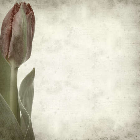textured old paper background with tulipの写真素材