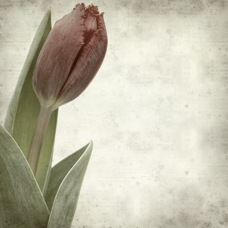 textured old paper background with の写真素材