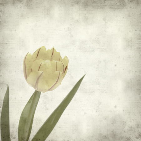 textured old paper background with の写真素材