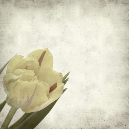 textured old paper background with の写真素材