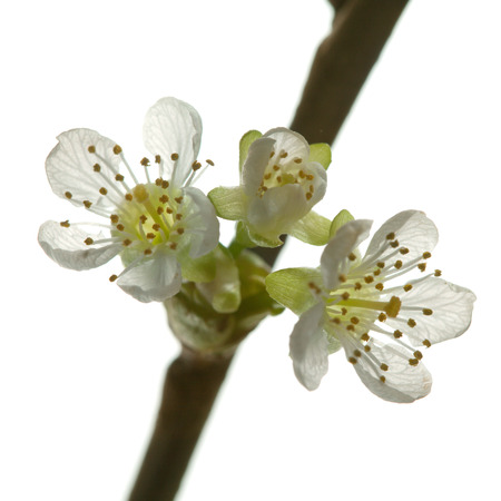 spring flowering branch isolated on whiteの写真素材