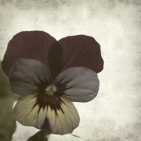 textured old paper background with garden violaの写真素材