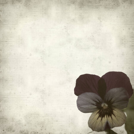 textured old paper background with garden violaの写真素材
