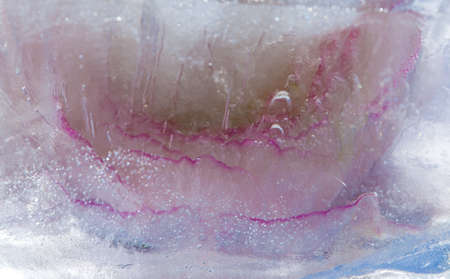 icy plants - flowers frozen into iceの写真素材