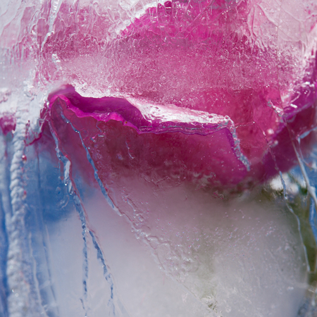 icy plants - flowers frozen into iceの写真素材