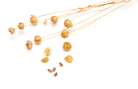 flax seedheads  and linseed isolated on white