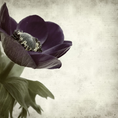 textured old paper background with dark bue anemone flowerの写真素材