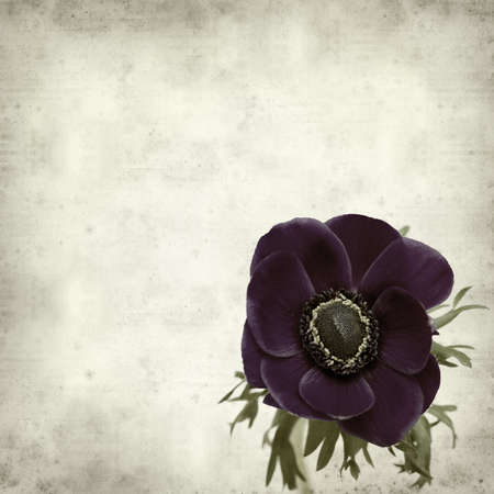 textured old paper background with dark bue anemone flowerの写真素材